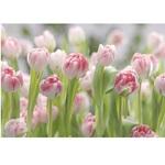 фото Фотообои бумажные Komar Secret Garden 8-708 3,68х2,54 м