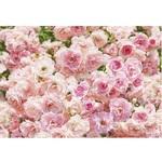 фото Фотообои бумажные Komar Rosa 8-937 3,68х2,54 м