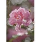 фото Фотообои бумажные Komar Bouquet 4-713 1,84х2,54 м