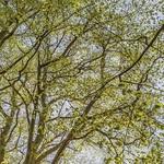 фото Фотообои бумажные Komar Canopy 4-522 1,84х2,54 м