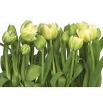 фото Фотообои бумажные Komar Tulips 8-900 3,68х2,54 м