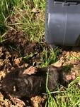 Фото №3 Средства от кротов и полевок: Ловушка для полевок и кротов SuperCat Vole Trap (Swissinno)