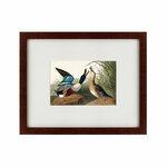фото Картина Shoveller Duck (42х52 см)
