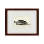 фото Картина A Hand-Painted Illustration Of A Burmese Roofed Turtle (42х52 см)