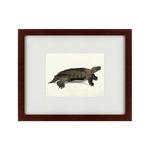фото Картина A Hand-Painted Illustration Of An Arakan Forest Turtle (42х52 см)