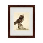 фото Картина The Little Owl (42х52 см)