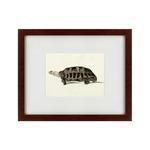 фото Картина A Hand-Painted Illustration Of An Elongated Tortoise (42х52 см)