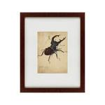 фото Картина Stag Beetle (42х52 см)