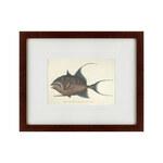фото Картина Triggerfish (42х52 см)