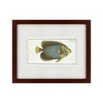 фото Картина Imperator Angelfish (42х52 см)