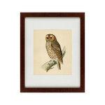 фото Картина Brown Owl (42х52 см)
