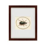 фото Картина Beetle (42х52 см)
