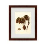 фото Картина Watercolor Collection, Drawing №3 (42х52 см)