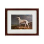 фото Картина Portrait Of A Greyhound (42х52 см)