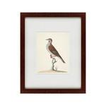 фото Картина The Brown Bird (42х52 см)