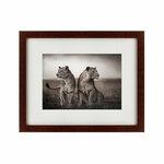 фото Картина Lionesses Readying To Hunt, Masai Mara (42х52 см)