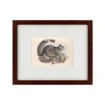 фото Картина The Squirrel (42х52 см)