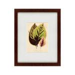 фото Картина Les Plantes A Feuillage Color (42х52 см)