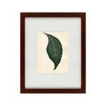 фото Картина The leaf (42х52 см)