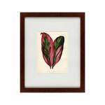 фото Картина Botanical Leaf Dracaena (42х52 см)