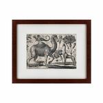 фото Картина A Camel (42х52 см)