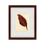 фото Картина The Dark Red leaf (42х52 см)
