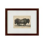 фото Картина Bison (42х52 см)