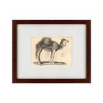 фото Картина Arabian Camel (42х52 см)