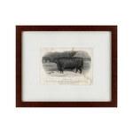 фото Картина A Devon Steer (42х52 см)