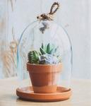 фото Кашпо gyda 1шт под колпаком 24см Edelman flower