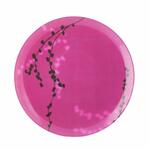 фото Тарелка обеденная Luminarc, Kashima Fucsia, 25 см