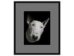 фото Авторская арт-фотография "Bull Terrier #7"