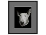 фото Авторская арт-фотография "Bull Terrier #6"
