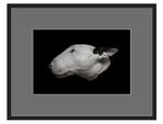 фото Авторская арт-фотография "Bull Terrier #1"