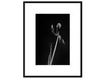фото Авторская арт-фотография "Dead Tulip #6"