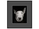 фото Авторская арт-фотография "Bull Terrier #4"