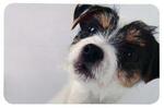 фото TRIXIE Коврик под миску,фото собаки, 43х28 см (43х28 см)