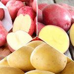 фото Суперпредложение! Комплект картофеля Урожайный из 3 сортов