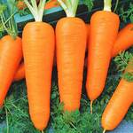 фото Морковь гранулированная Витаминная 6