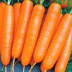 фото Морковь гранулированная Нантская 4