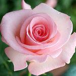 фото Роза чайно-гибридная Фламинго