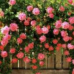 фото Роза плетистая Розовая жемчужина 1+1 в подарок