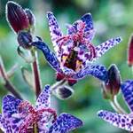 фото Трициртис (садовая орхидея) Блю