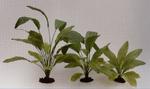 фото Растение шелковое Эхиндориус Оцелот Грин 13см (13 см)