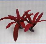 фото Растение шелковое Эхиндориус Рубин, красное (20см)