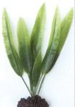 фото Растение пластиковое Эхинодорус 20см, зеленое (20 см)