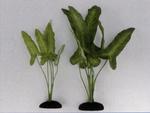 фото Растение шелковое Сингониум цветное (20см)