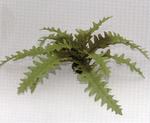 фото Растение шелковое Чертополох, зеленое 20см (20 см)