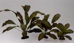 фото Растение шелковое Эхиндориус Розеа 20см (20 см)