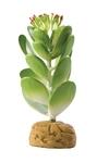 фото Hagen Растение пустыни, Кактус-негодница, пластик. (1 шт)